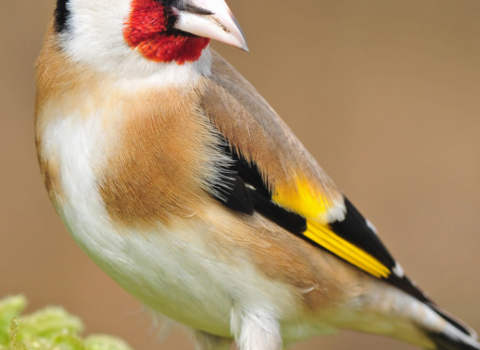 Goldfinch on moss