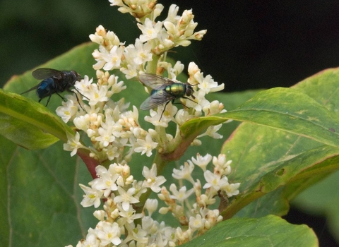 Japanese knotweed flower