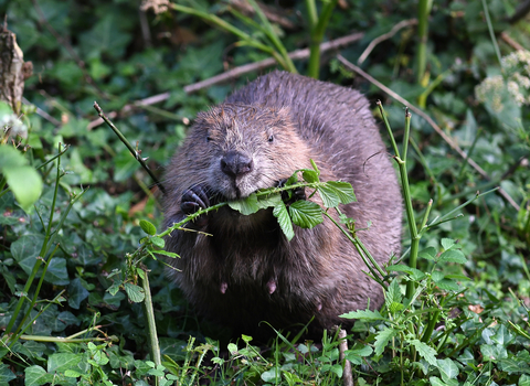 Image of beaver foraging in undergrowth