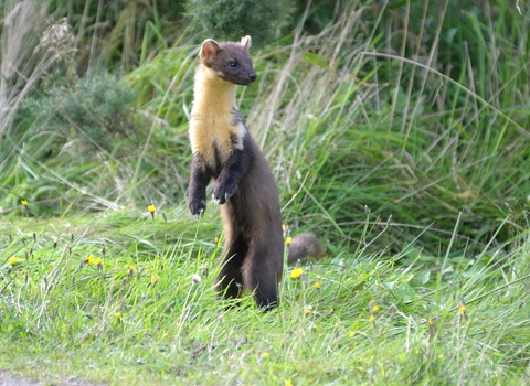 Pine marten