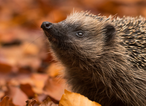 Hedgehog looking up from a bed of leaves