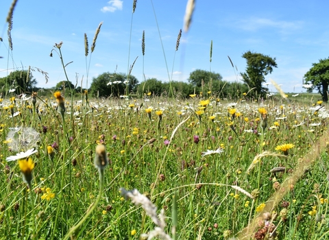 Patrons visit to Babcary Meadows with South Somerset Nature Reserves Manager, Mark Green.