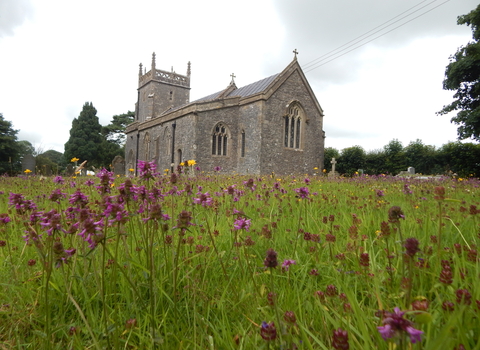 Wildflower grassland at Priddy churchyard