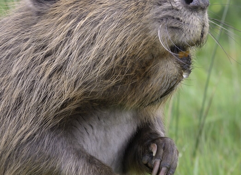 A beaver sitting upright in grass.