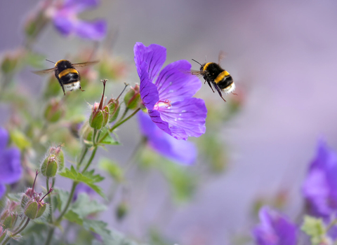 Bumblebee on flower