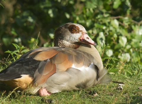 An Egyptian goose sitting o a grassy bank