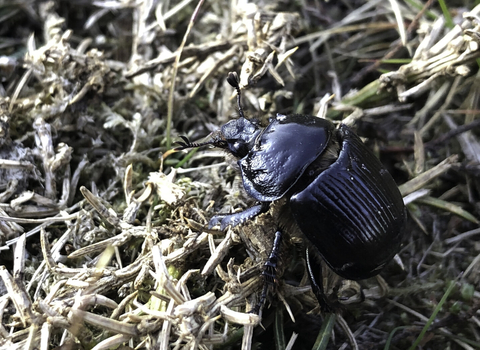 Female minotaur beetle