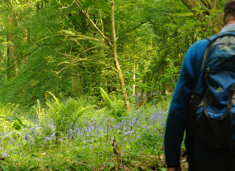 Person with a backpack hiking through a bluebell woodland