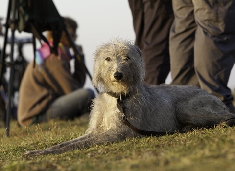 Dog walking FAQ Somerset Wildlife Trust