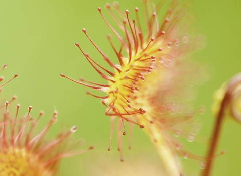 A macro view of sundews at Westhay, Somerset