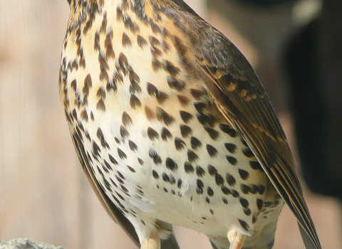 Song thrush