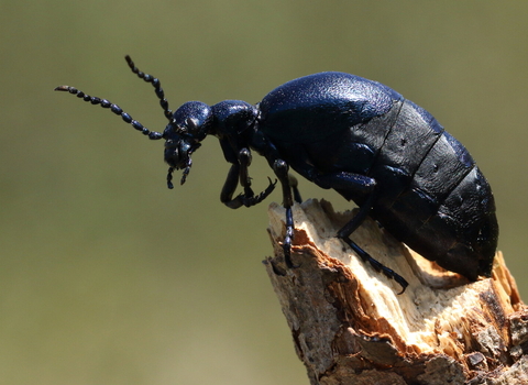 Violet oil beetle