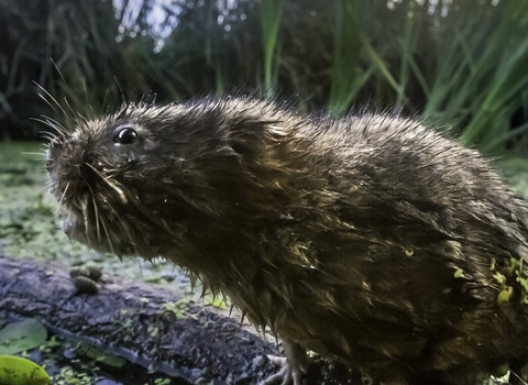 Water vole